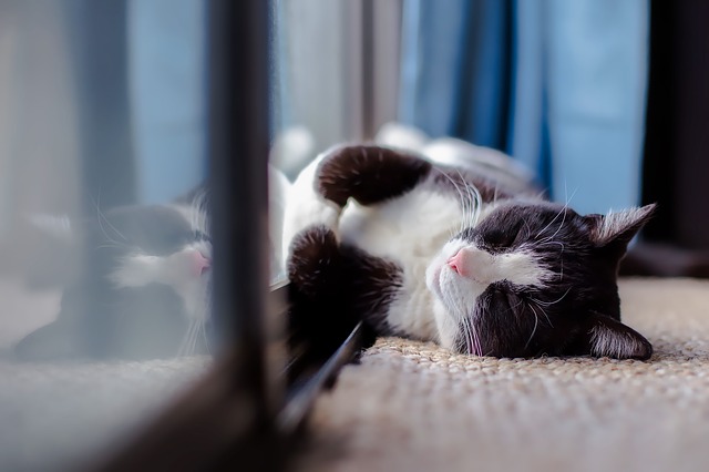 cat on carpet